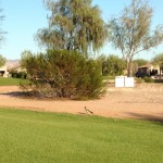 A road-runner on the golf course